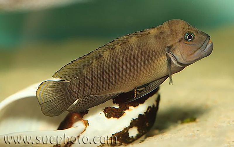 Telmatochromis cf. temporalis 'Mtoto'